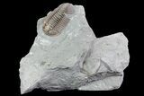 , Prone Flexicalymene Trilobite - Ohio #76361-1
